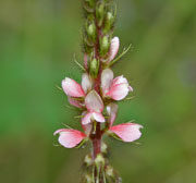 Indigo plant example 3