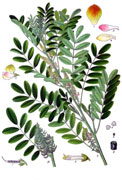 Indigo plant example 5